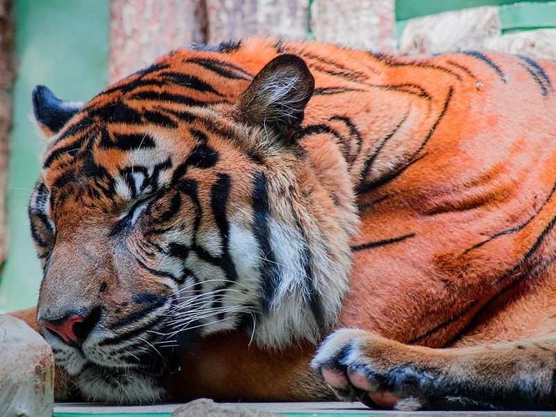 Pentingnya Tidur untuk Kesehatan yang Baik